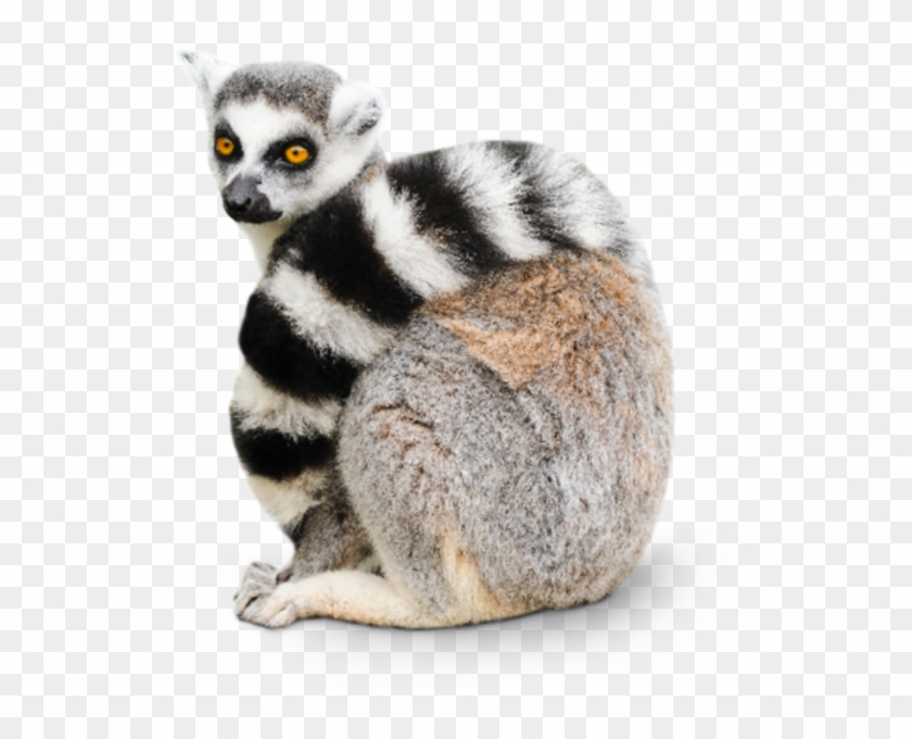 Lemurs Meaning In Hindi, HD Png Download.