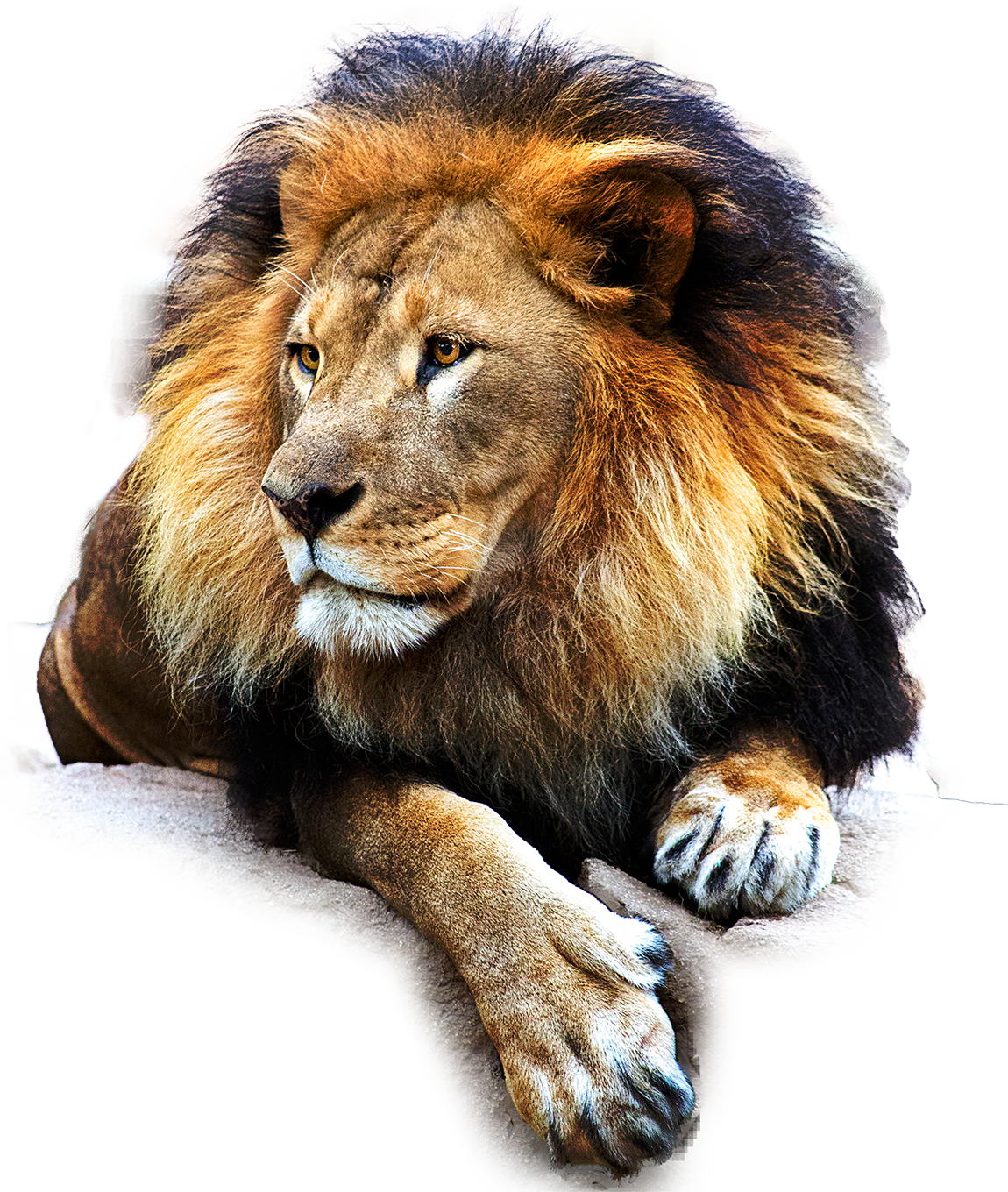 Lion Hd Png Transparent Lion Hdpng Images Pluspng Images