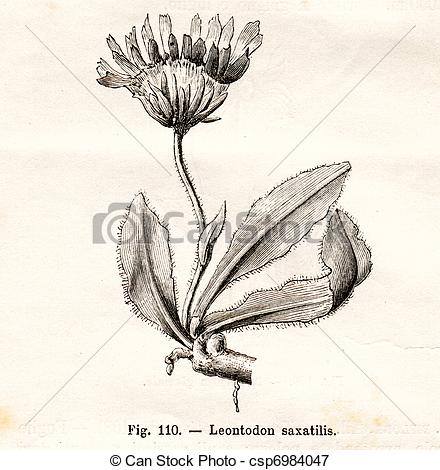 Stock Illustrations of Vintage flowers illustrations.