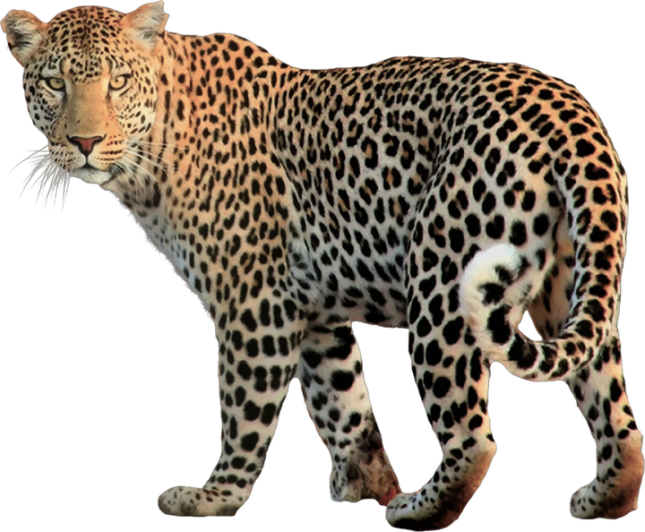 Leopard clipart yellow, Leopard yellow Transparent FREE for.