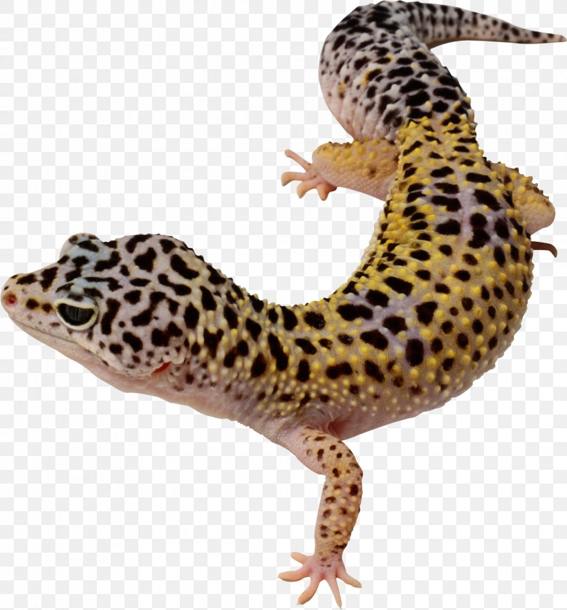 Common Leopard Gecko Lizard East Indian Leopard Gecko Clip.