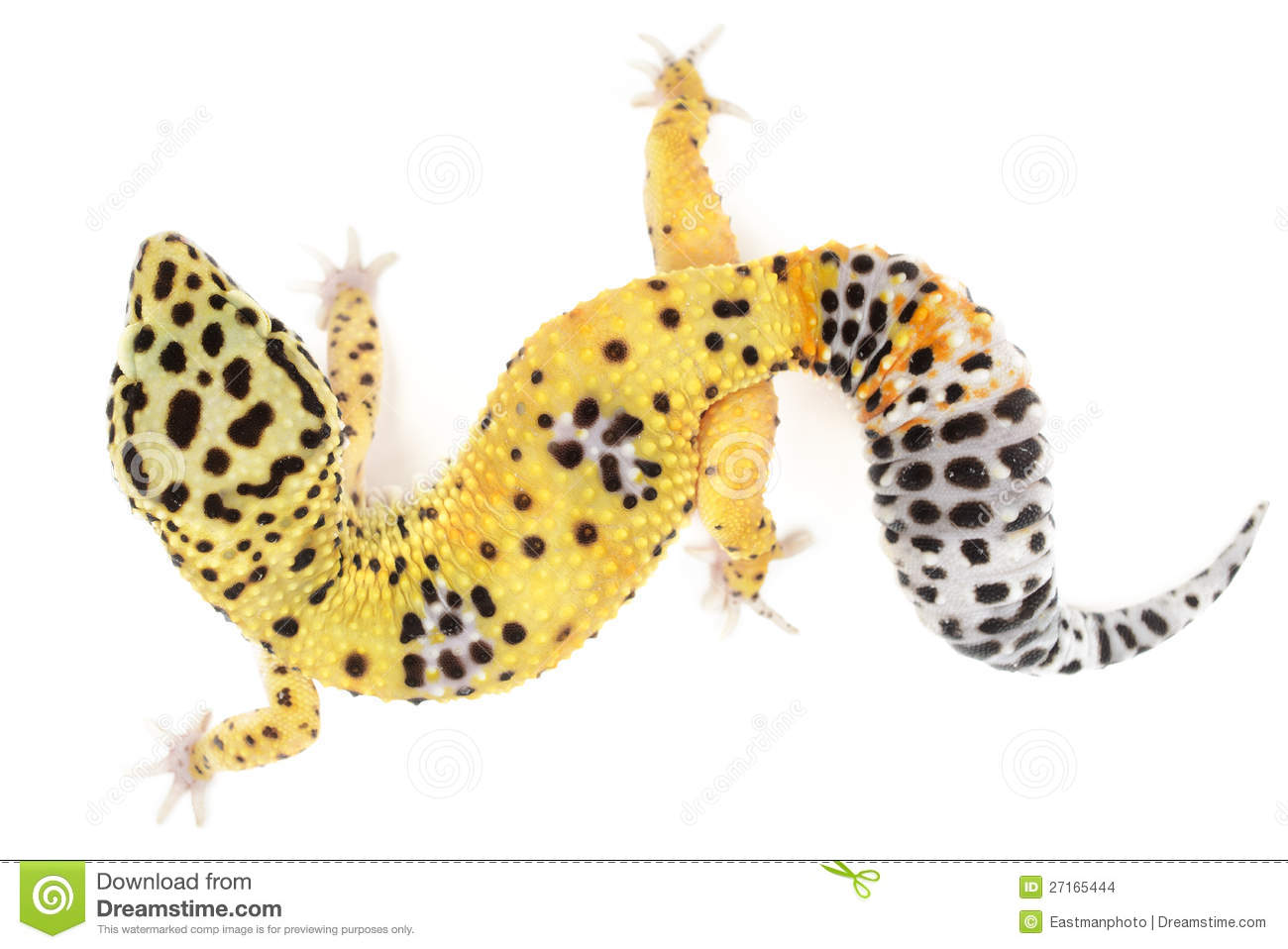 Leopard gecko clipart 1 » Clipart Station.