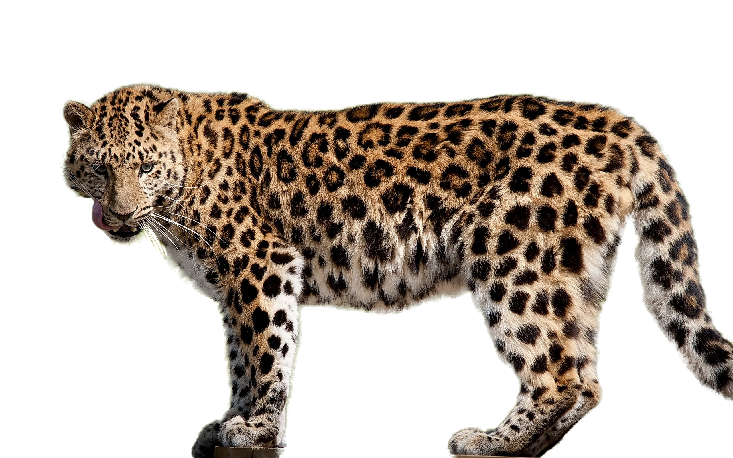Leopard PNG images free download.
