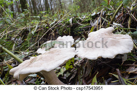 Stock Images of Lepista or Clitocybe nebularis mushroom.