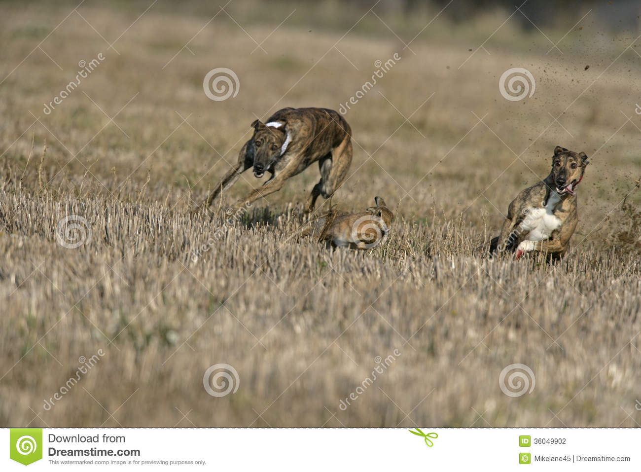 Brown Hare, Lepus Europaeus Stock Photography. Brown Hare, Lepus Europaeus Stock Photography.
