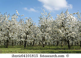 Region lake constance Stock Photo Images. 239 region lake.