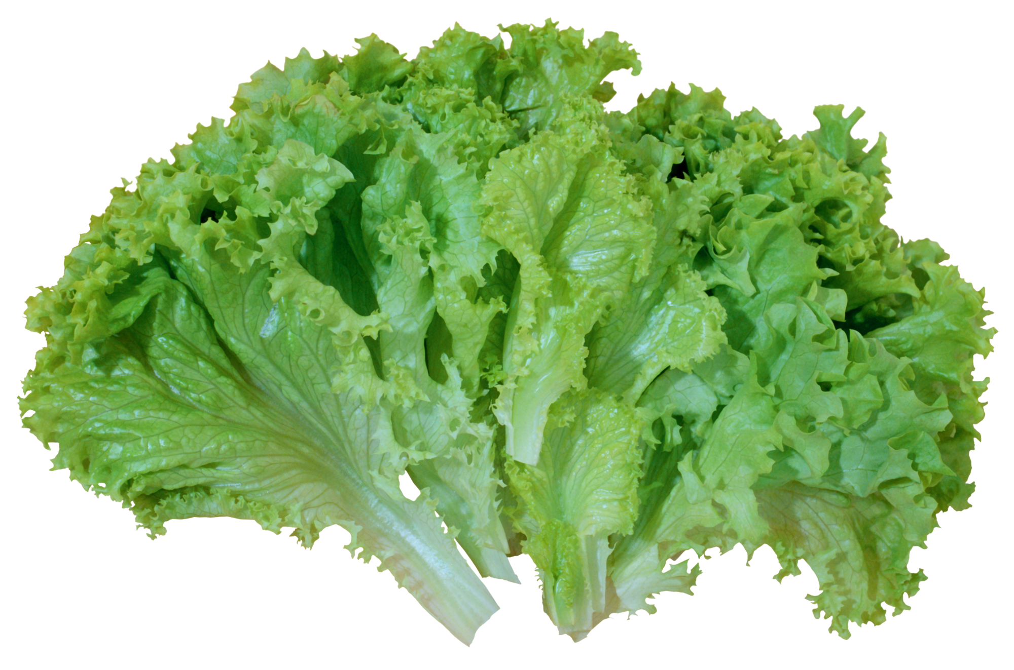 Lettuce clipart 20 free Cliparts | Download images on Clipground 2022