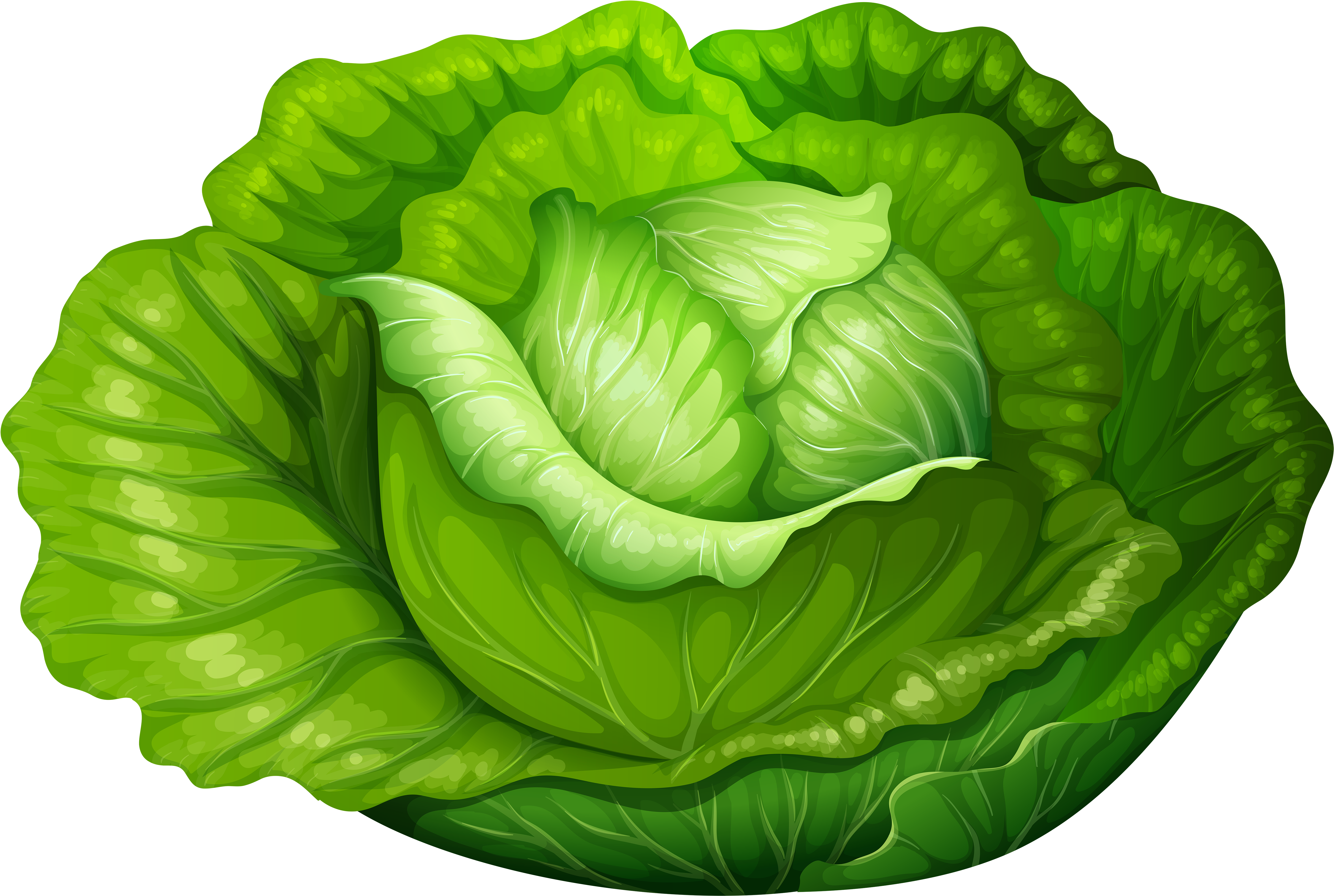 lettuce images clipart 10 free Cliparts Download images on Clipground