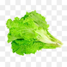 2019 的 Lettuce Leaves Vegetables, Vegetables Clipart.