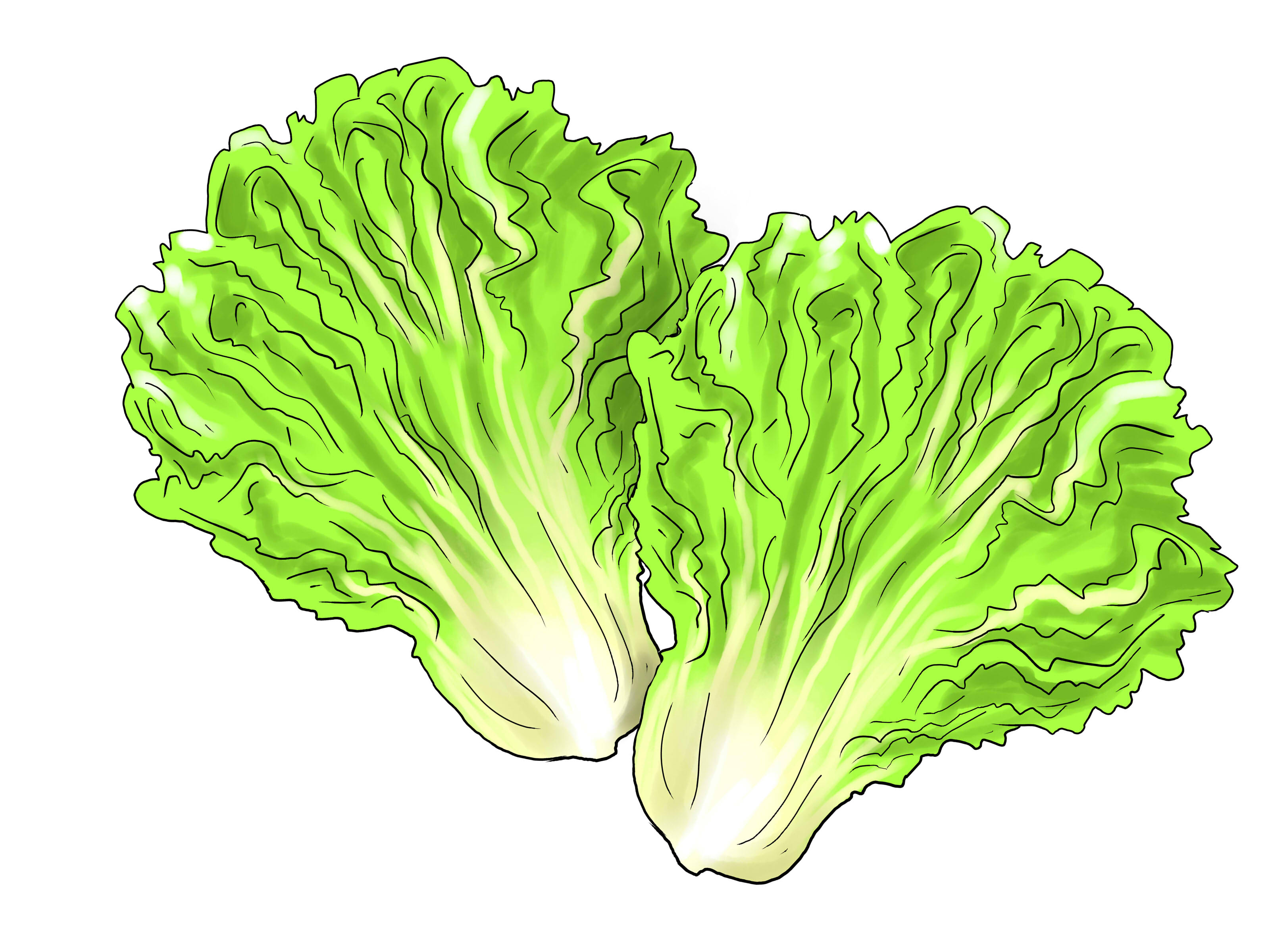 Lettuce Leaf Clipart.