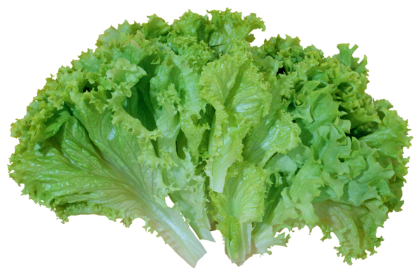 Lettuce clipart image #35958.