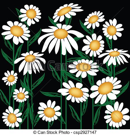 Stock Illustrations of Chrysanthemum leucanthemum.