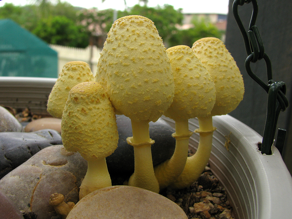 Garden Fungi.