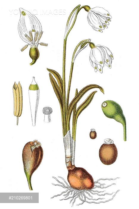 Spring snowflake (Leucojum vernum), medicinal plant, useful plant.