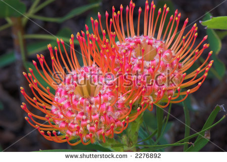Leucospermum Cordifolium Stock Photos, Royalty.
