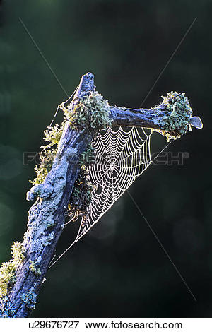 Picture of Spider web and dew on lichen covered branch near Parry.