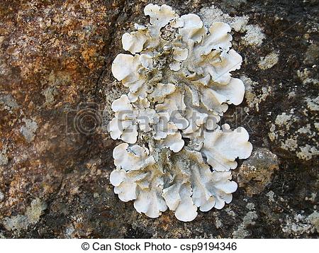 Stock Image of Lichens growing on a old and grungy granite rock.