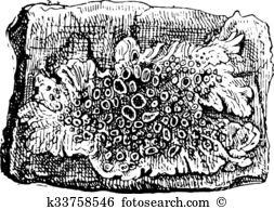 Lichens Clipart Illustrations. 44 lichens clip art vector EPS.