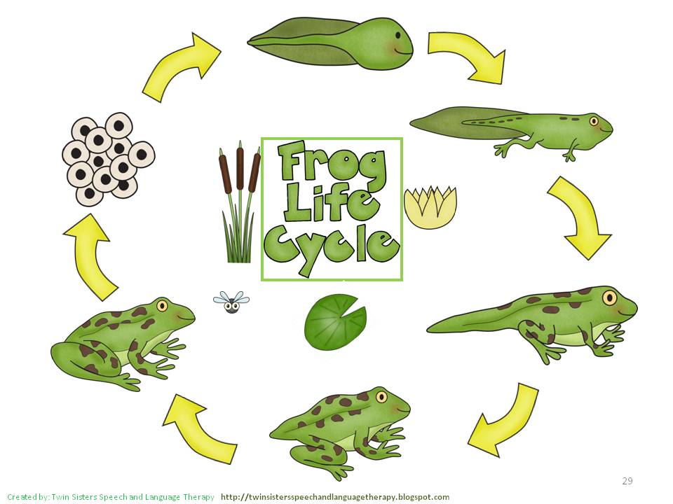 Life cycle of a frog clipart 5 » Clipart Station.