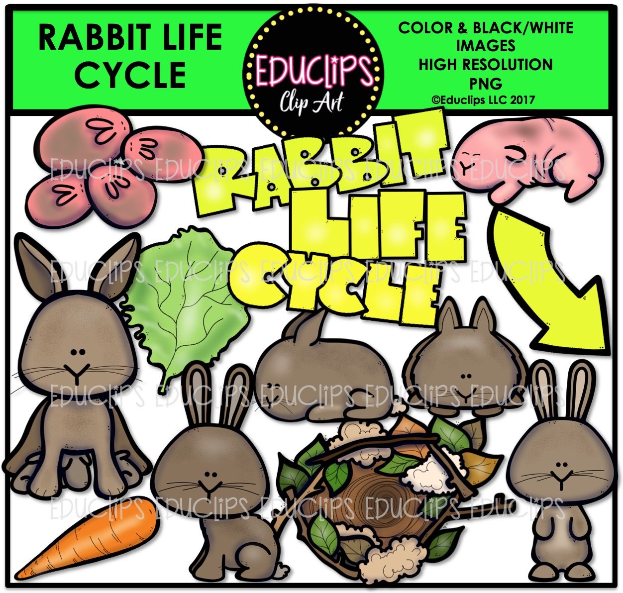 Rabbit Life Cycle Clip Art Bundle (Color and B&W).