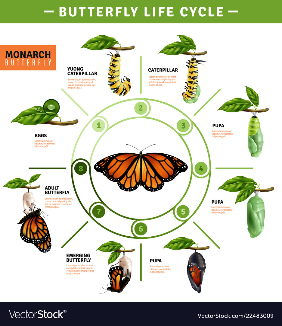 Butterfly life cycle infographics.