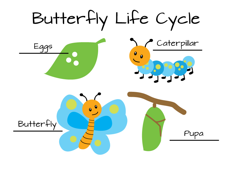 clip art life cycle of butterflys for kids.