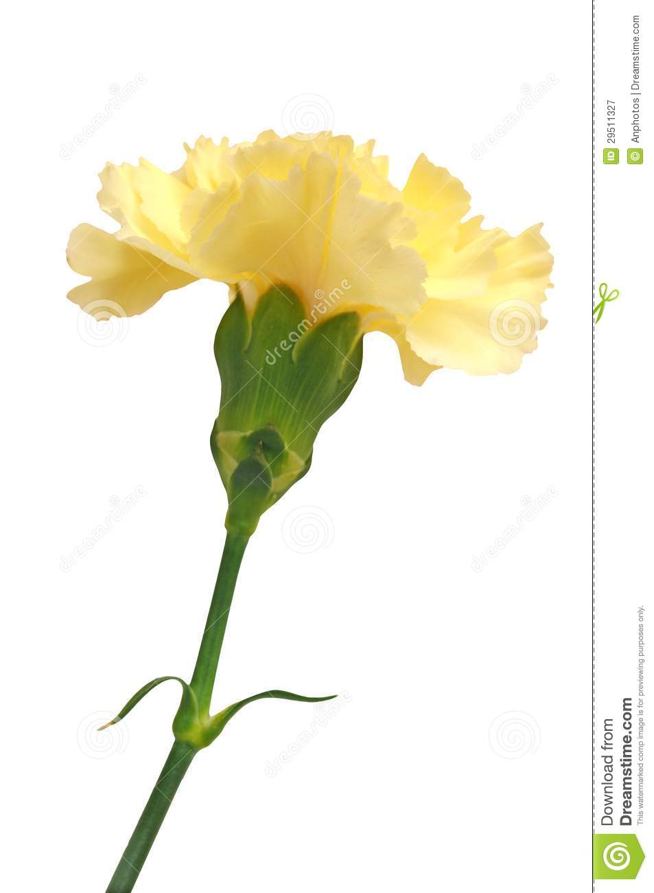 Light Yellow Carnation Royalty Free Stock Photography. Light Yellow Carnation Royalty Free Stock Photography.