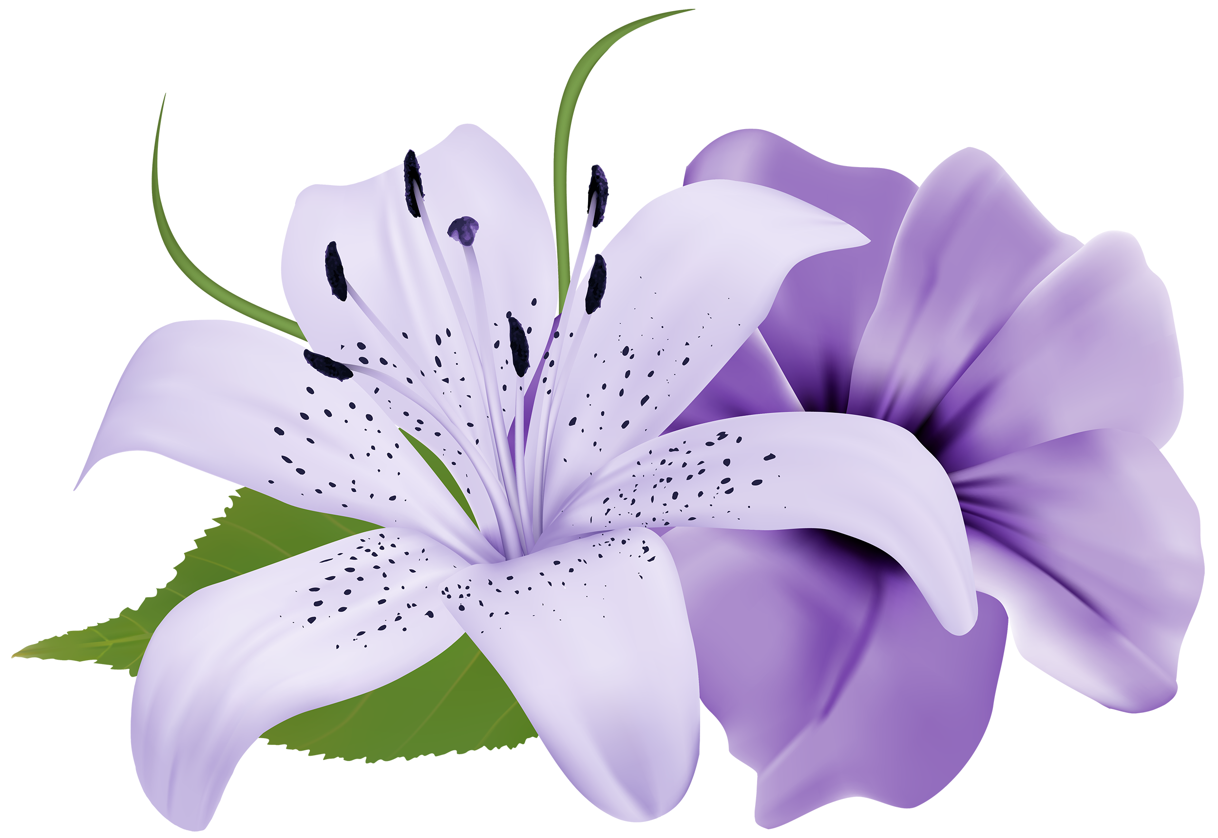 Download Purple lily clipart 20 free Cliparts | Download images on ...