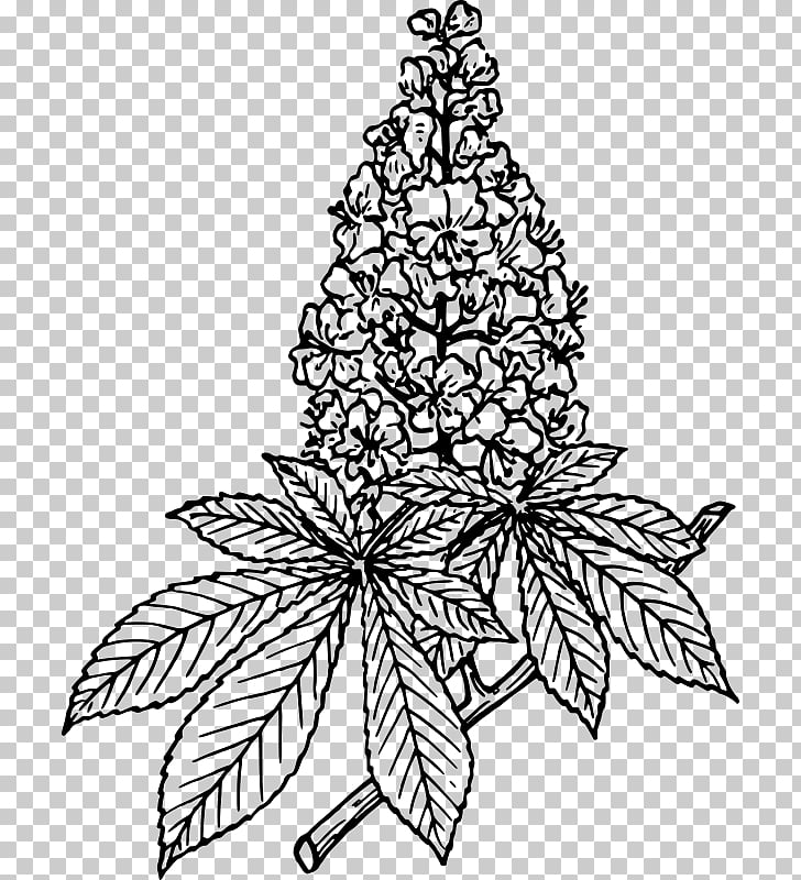 Lilac Flower Drawing , chestnut PNG clipart.