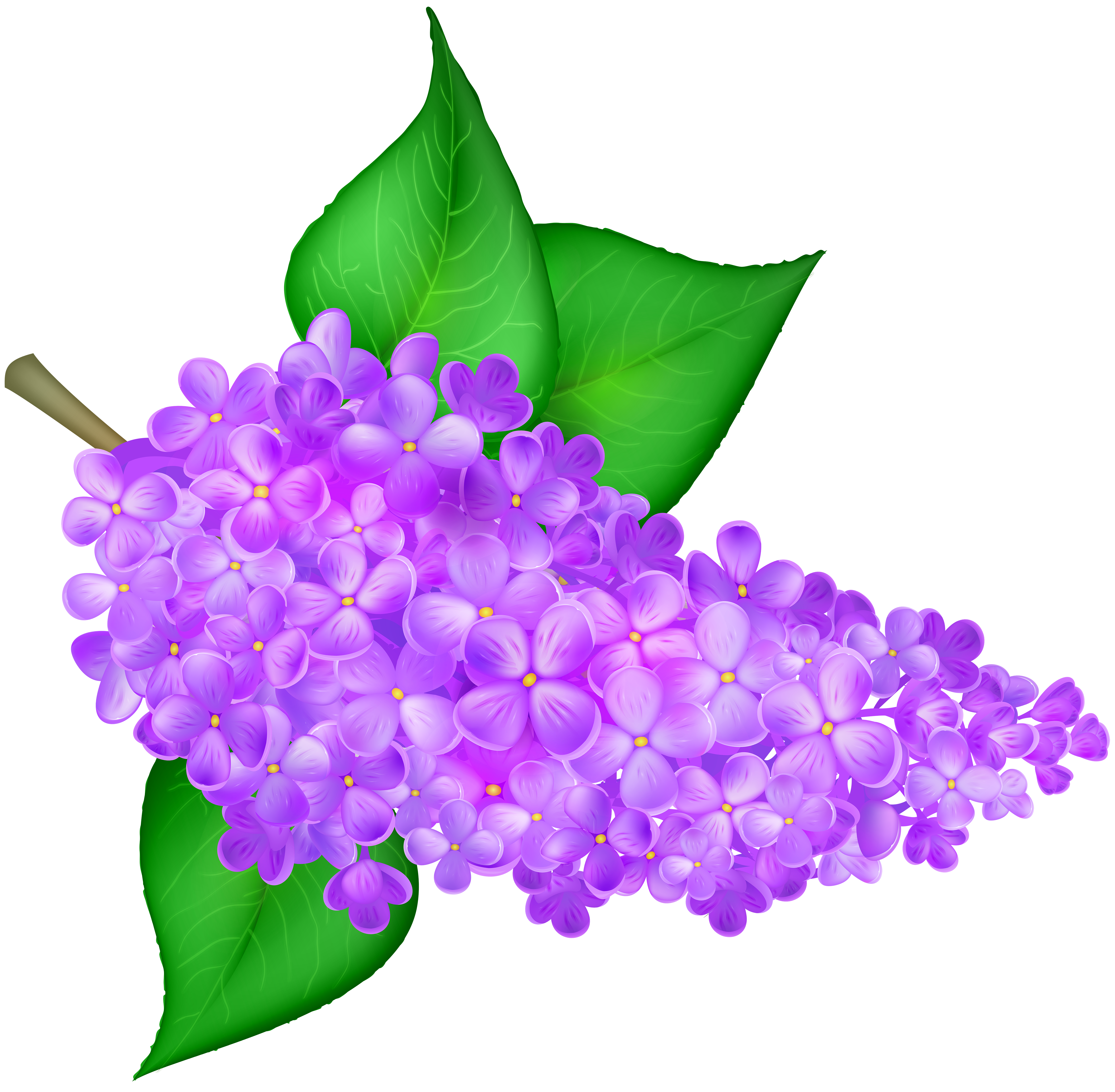 Lilac Flower Transparent PNG Clip Art Image.