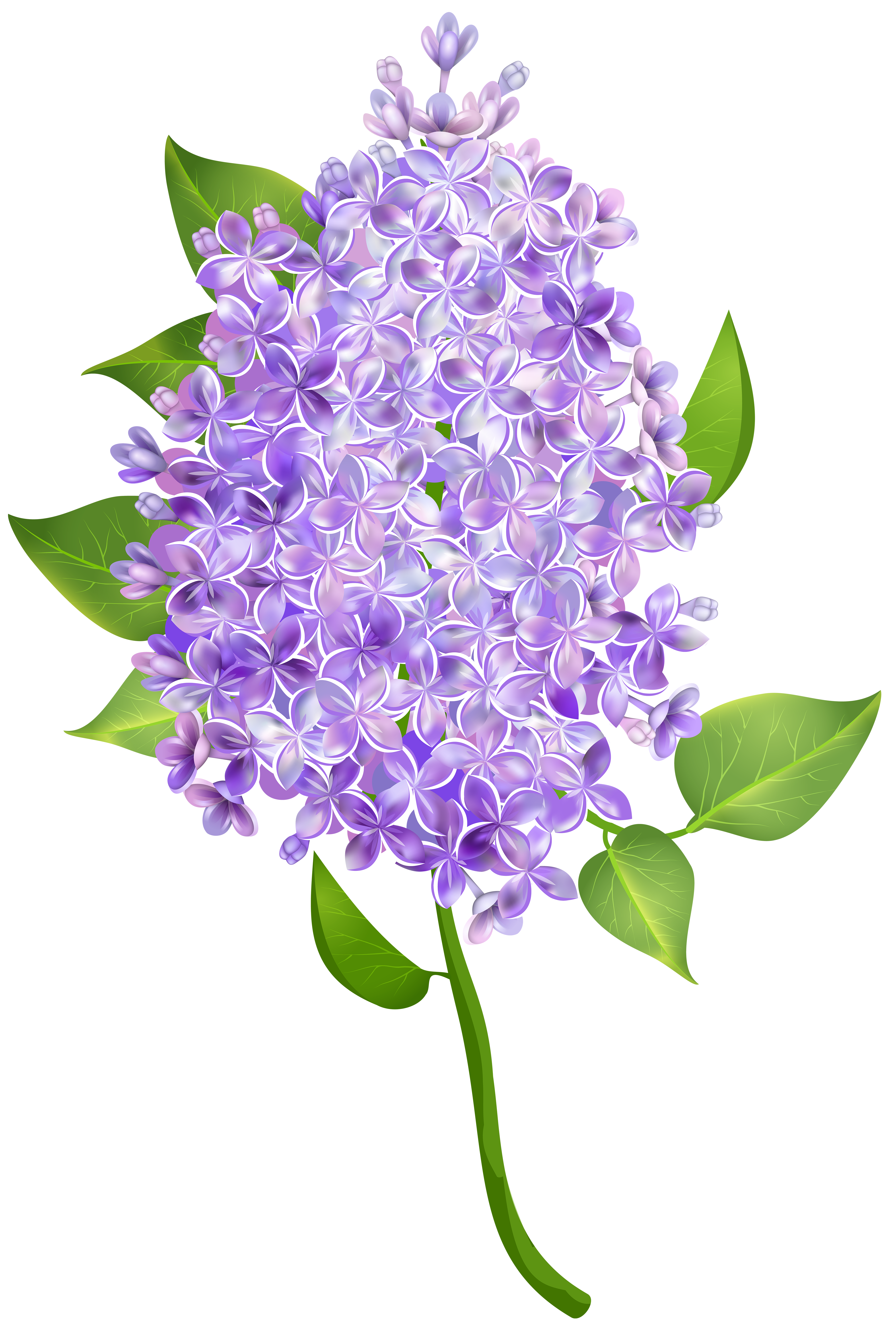 Lilac Flower Transparent Image.