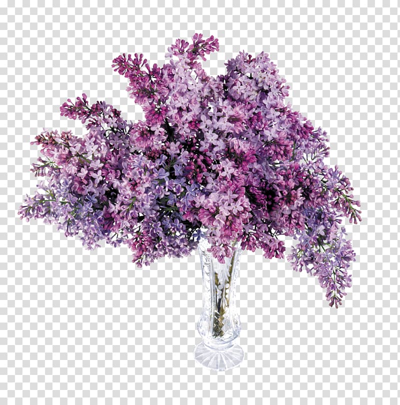 Lilac Purple Lavender , lilac transparent background PNG.