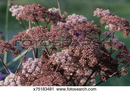 Stock Photography of Vicas meed (Angelica silvestris), burgandy.