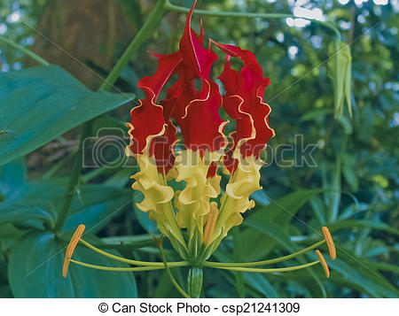Stock Photography of Gloriosa superba, Liliaceae, Lily family.