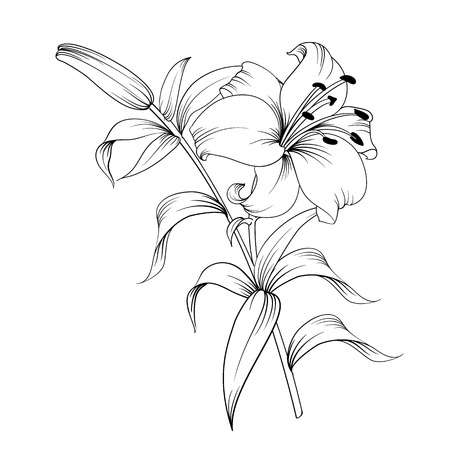 lilies clip art 10 free Cliparts | Download images on Clipground 2024