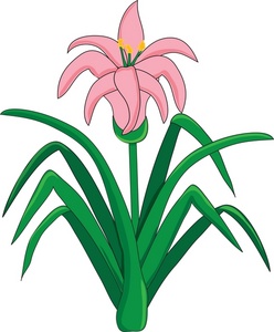 Lily 20clipart.