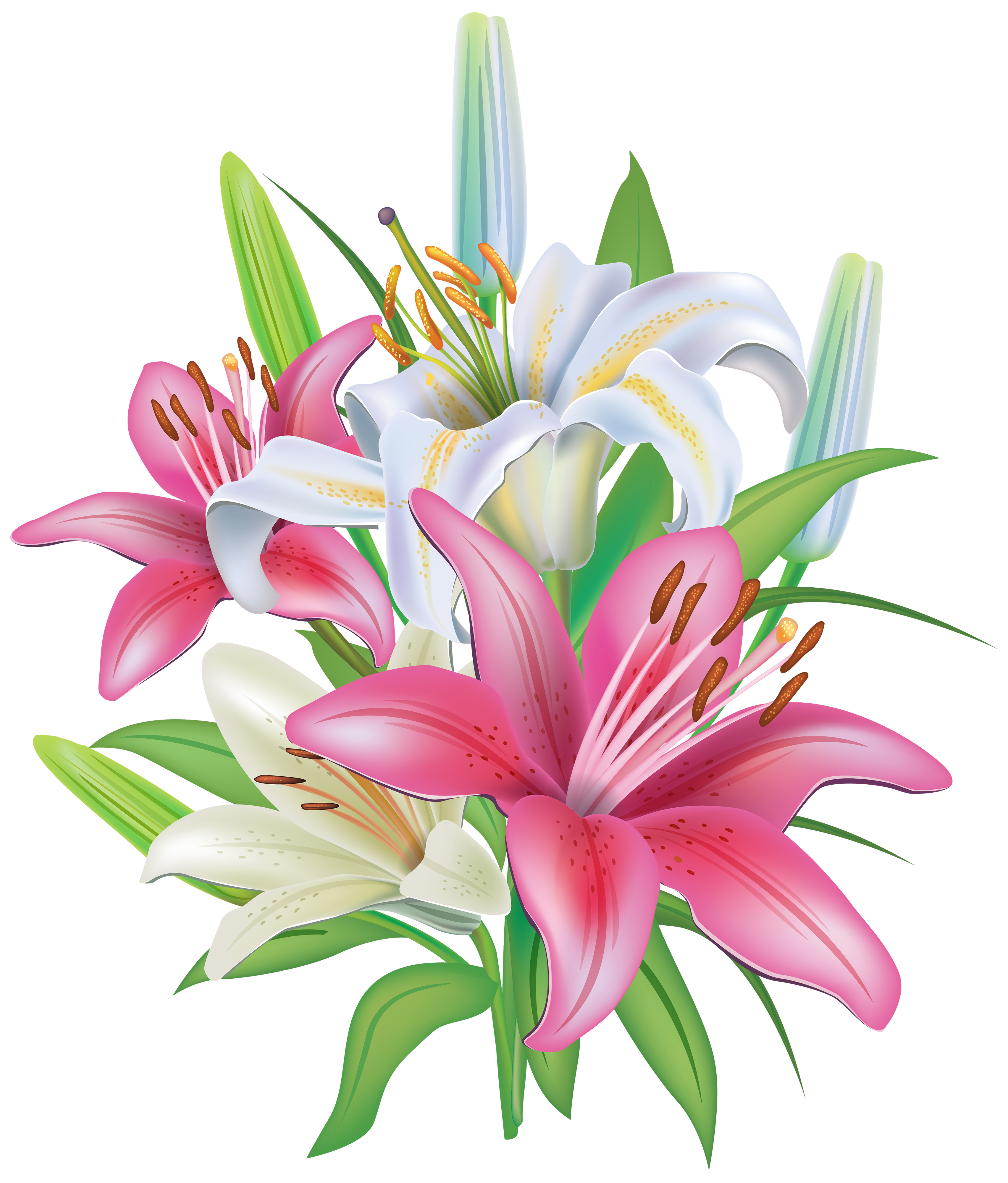 Pink lilies clipart 20 free Cliparts | Download images on Clipground 2024