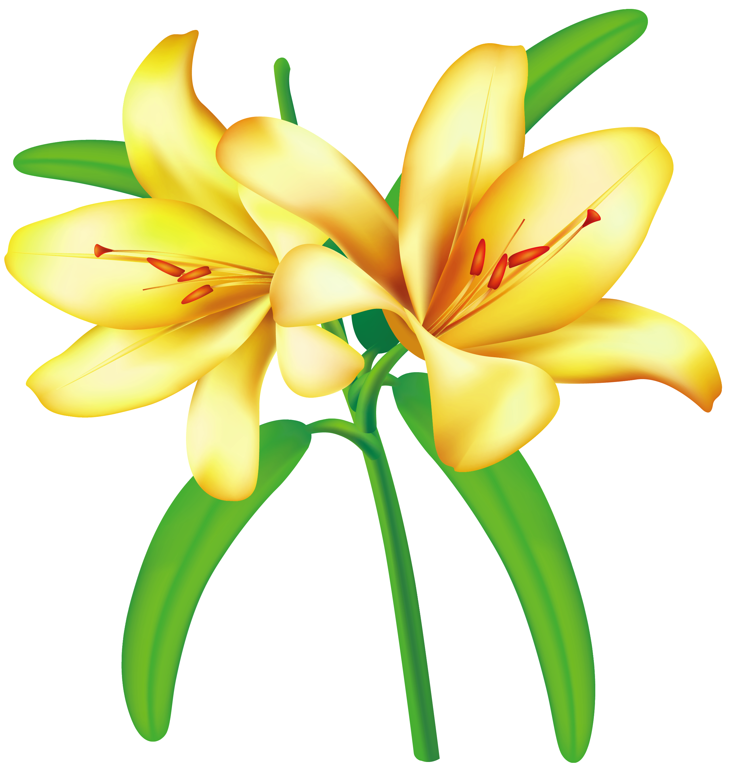 Lilium clipart 20 free Cliparts | Download images on Clipground 2020