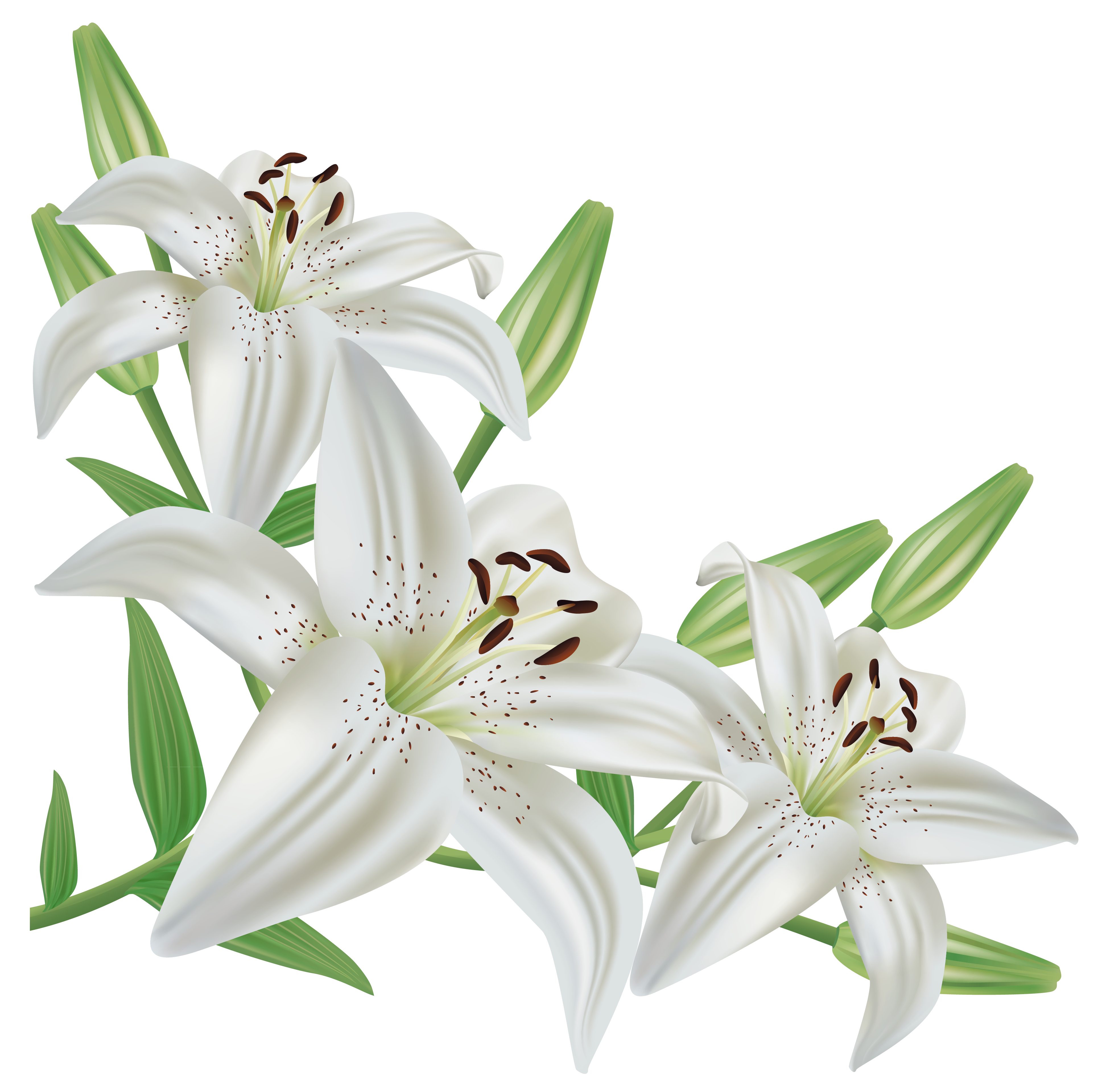 Lilium clipart 20 free Cliparts Download images on