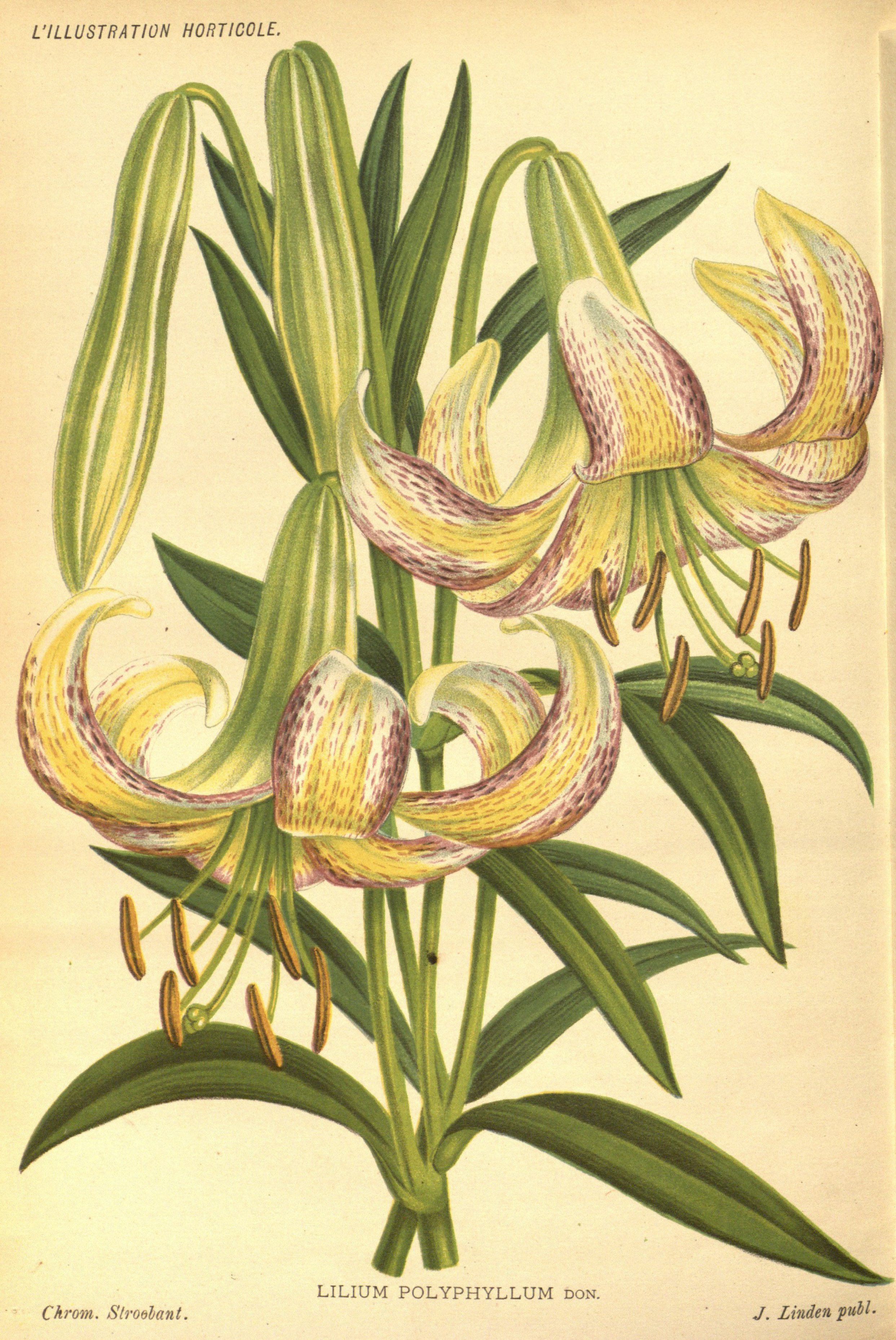Lilium leichtlinii.
