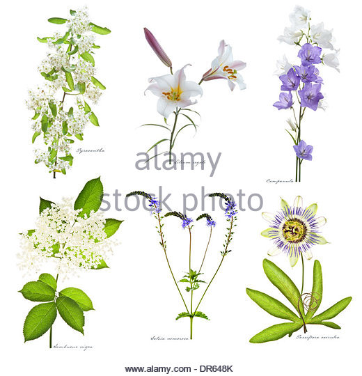 Adel White Background Botanical Stock Photos & Adel White.