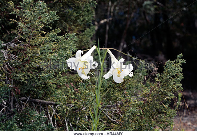 Formosa Lily Stock Photos & Formosa Lily Stock Images.