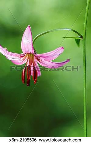 Stock Images of Martagon or Turk's cap lily (Lilium martagon.