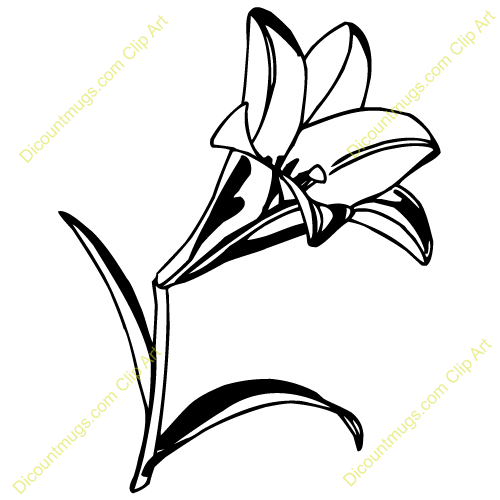 Lily Clipart.