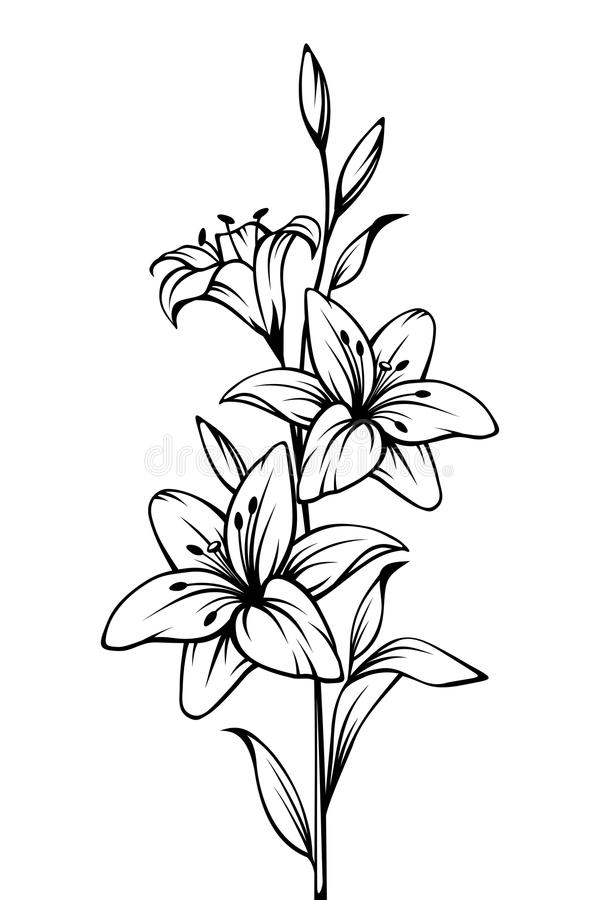 lily clipart black and white 10 free Cliparts | Download images on