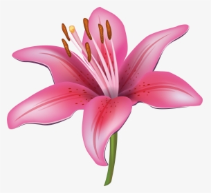 Lily, Lilies Flower Png File.