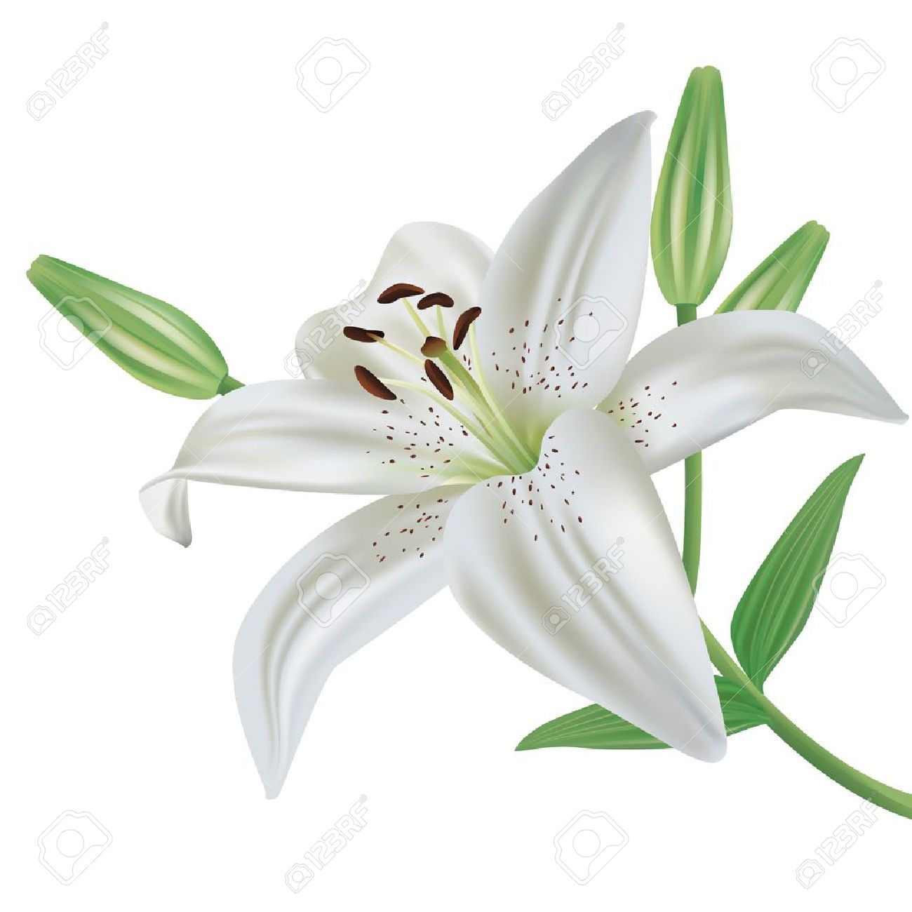 Lily Flowers Clipart.