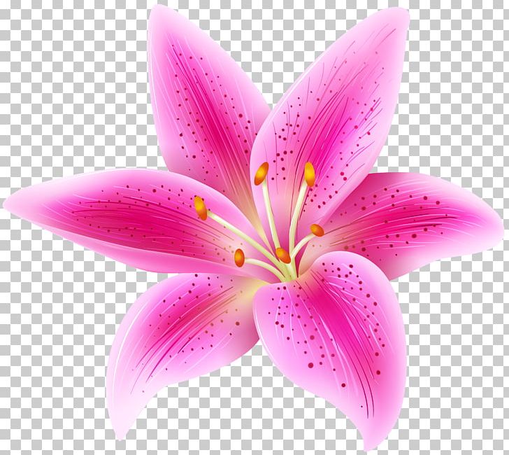 Free Free Lily Flower Svg Free 166 SVG PNG EPS DXF File