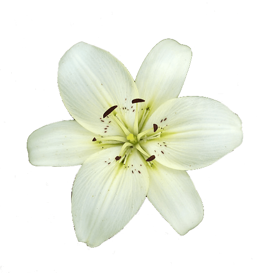 lily flower png 10 free Cliparts | Download images on Clipground 2023