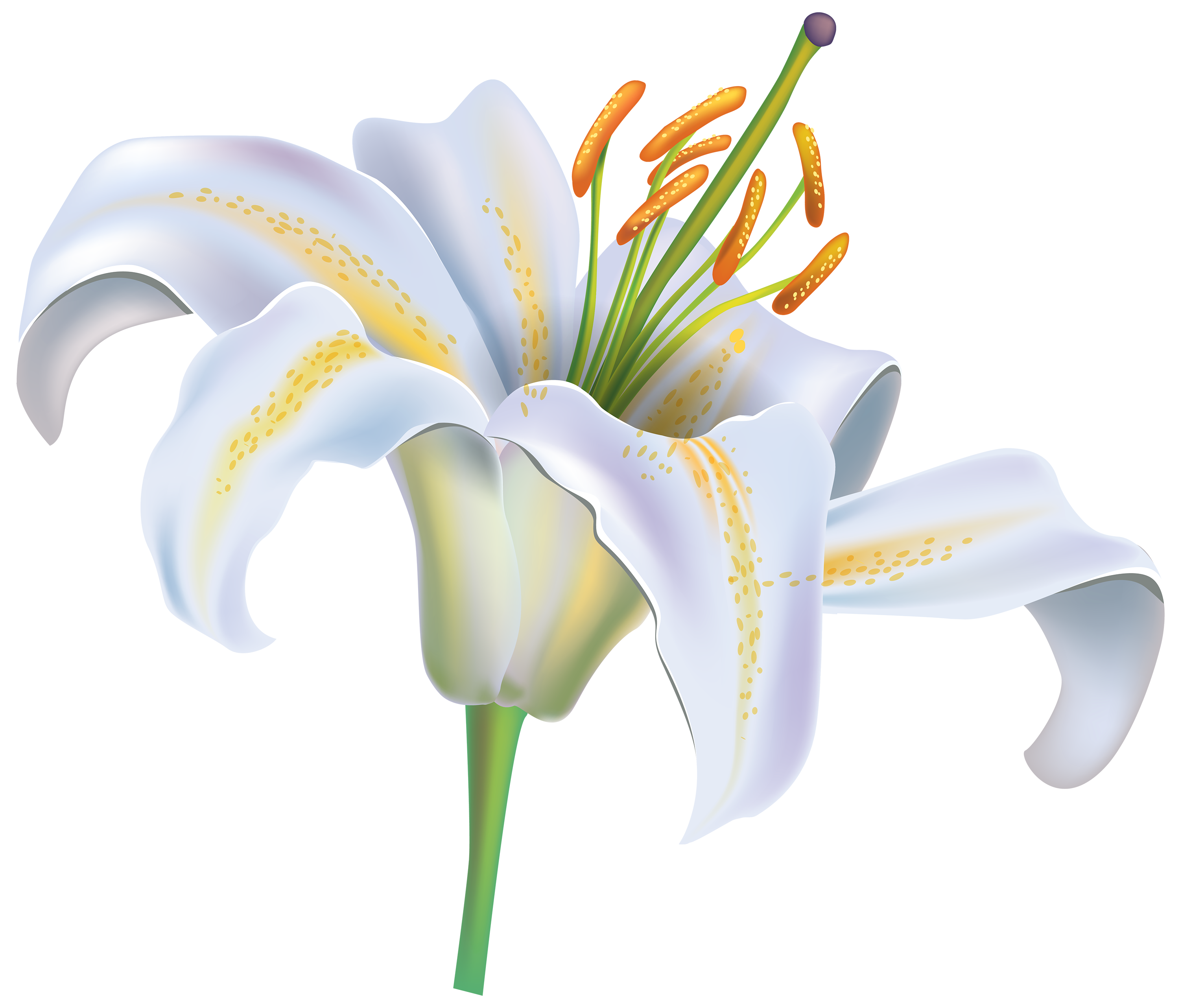 White Lily Flower PNG Clipart Image.